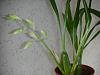 Coelogyne ochracea/ nitida - the most wonderful scent in the world!-dscn1201-jpg