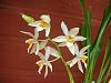 Coelogyne ochracea/ nitida - the most wonderful scent in the world!-dscn1205-jpg