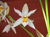 Coelogyne ochracea/ nitida - the most wonderful scent in the world!-dscn1206-jpg