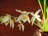 Coelogyne ochracea/ nitida - the most wonderful scent in the world!-dscn1209-jpg