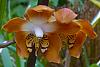 Neomoorea irrorata-orchids-22-24-jpg