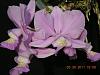 Cattleya nobilior 'Michael' AM/AOS-cattleya-nobilior-michael-amaos-6-jpg