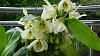 More Dendrobium bloom to share!!-p1020269-medium-jpg