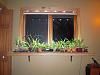 New windowsill grow area w/pics-lights-jpg