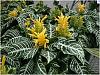 Happy little surprise flowers-aphelandra-zebra-plant-jpg