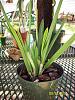 Brassavola little stars-100_5245-jpg