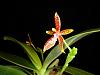 Phalaenopsis cornu cervi-dsc05978-1024x768-jpg