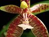 Phalaenopsis cornu cervi-dsc05994-1024x768-jpg
