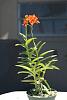 Help: Need ID-unknown-01-jpg