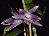 Dendrobium Questions-p5290174-jpg