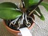 Hi! Have lots of questions and just got a phal-img_7091-jpg