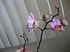 Hi! Have lots of questions and just got a phal-img_7099-jpg