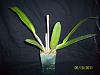 Brassocattleya Mrs. J. Leeman-100_5362-jpg