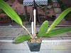 Brassocattleya Mrs. J. Leeman-100_5369-jpg