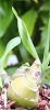 Eulophia andamanensis-eulophia-andamanensis-pbs-jpg