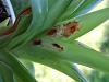 crown rot on Phragmipedium kovachii? Spot on gongora leaf.-dscf0389-jpg