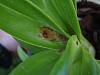crown rot on Phragmipedium kovachii? Spot on gongora leaf.-dscf0390-jpg