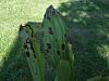 crown rot on Phragmipedium kovachii? Spot on gongora leaf.-dscf0380-jpg