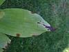 crown rot on Phragmipedium kovachii? Spot on gongora leaf.-dscf0385-jpg
