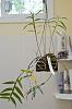Dendrobium (victoriae-reginae) - Yellowing leaves-current-plant-jpg