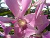 Vanda Zengyo Pink in bloom-2011-05-21-10-41-13-jpg