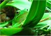 Are Frogs harmful to orchids???-jpg