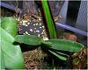 Are Frogs harmful to orchids???-jpg