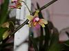 Redneck Orchid  Flasking-may23-020-jpg