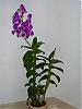 Which Dendrobium phalaenopsis?-pict0115-jpg