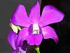 Which Dendrobium phalaenopsis?-pict0116-jpg