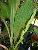 Coel. South Carolina budded....-001-jpg