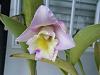 Cattleya Bloom Time-dscf2481-sm-jpg