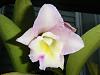 Cattleya Bloom Time-dscf2478-sm-jpg
