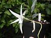 Angraecum Didieri, my first bloom :)-dscn1411-jpg