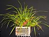 Maxillaria tenuifolia-034-jpg