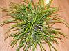 Maxillaria tenuifolia-036-jpg