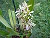 Encyclia prismatocarpa in bloom.-encyclia-prismatocarpa-016-medium-jpg