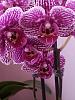 Phalaenopsis forming a new spike or root?-sue-galaxy-s2-024-jpg