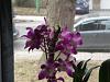 Purple Fragrant Dendrobium-dscn1351-1-jpg