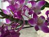 Purple Fragrant Dendrobium-dscn1352-1-jpg