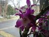 Purple Fragrant Dendrobium-dscn1358-1-jpg