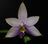Phalaenopsis violacea var coerulea-006-jpg