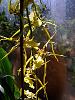 (Shooting Star 'Mustard') Oncidium-shooting-star-mustard-oncidium-orchid-2-jpg