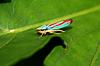 at least this vermin is pretty-graphocephala-coccinea-1sm-jpg