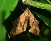 at least this vermin is pretty-noid-moth-2-sm-jpg
