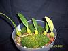 Bulbophyllum fascinator (supposedly)-100_5898-jpg