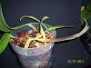 Bulbophyllum fascinator (supposedly)-100_5956-jpg