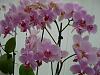 Everblooming Orchids! Yeah!!-countless-flowers-jpg