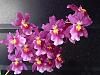 Everblooming Orchids! Yeah!!-p6220210-jpg