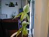 Some blooms to share-7-27-11-paph-noid-2-blooms-1-bud-jpg